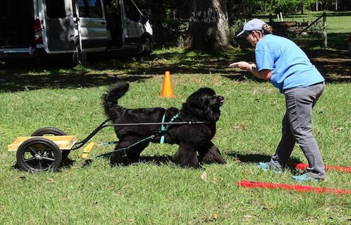 Beginner Carting Seminar
