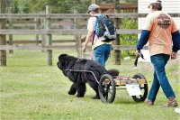 Newfoundland pulling a cart